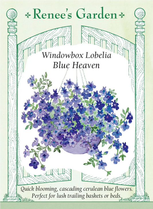Windowbox lobelia - Blue heaven