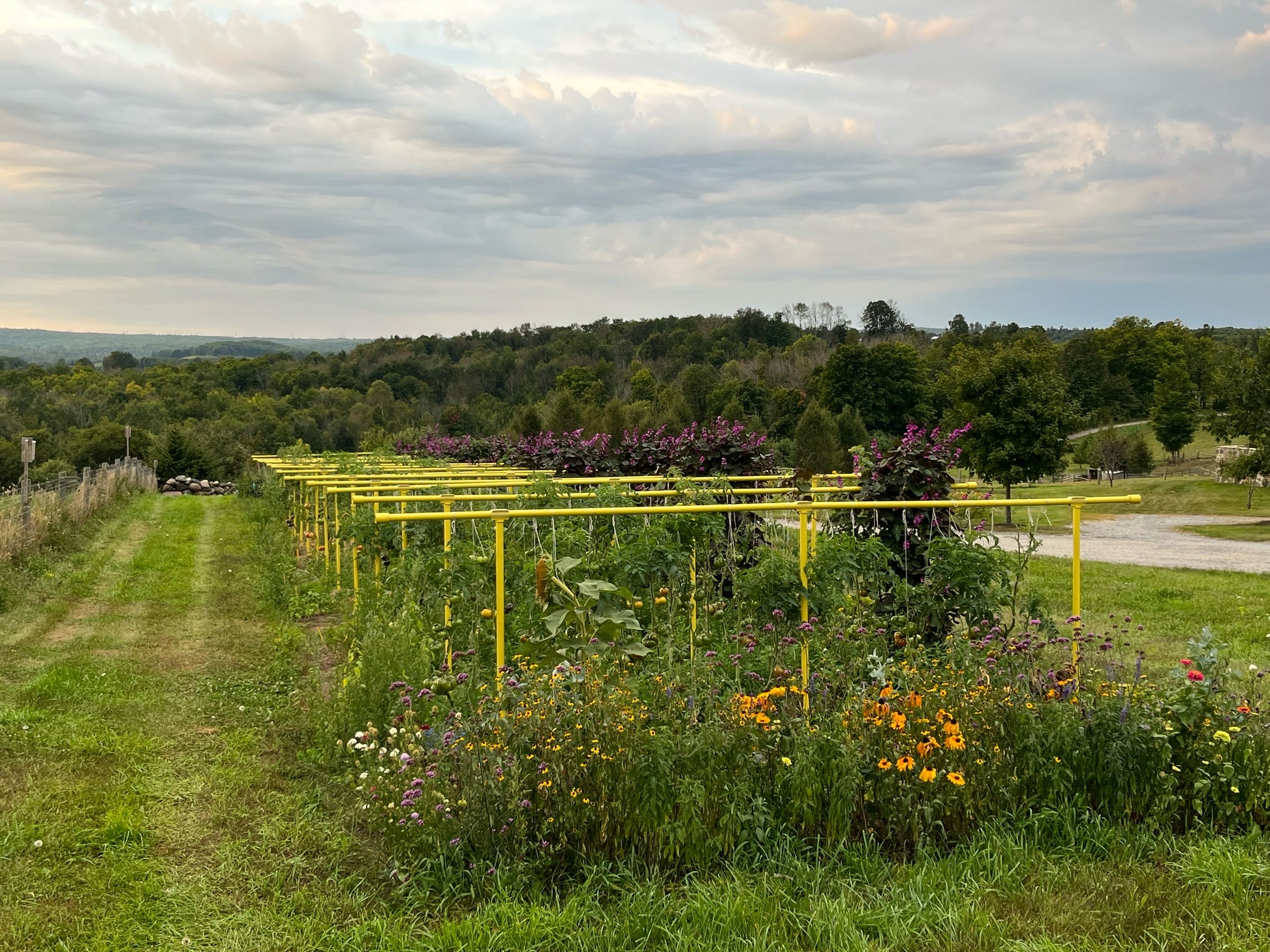 Yellow Freyr garden trellis set up using extension kit
