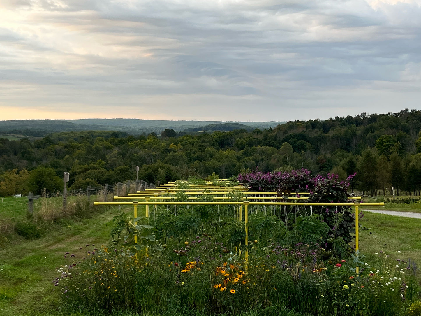 Yellow Freyr garden trellis set up using extension kit growing tomatoes