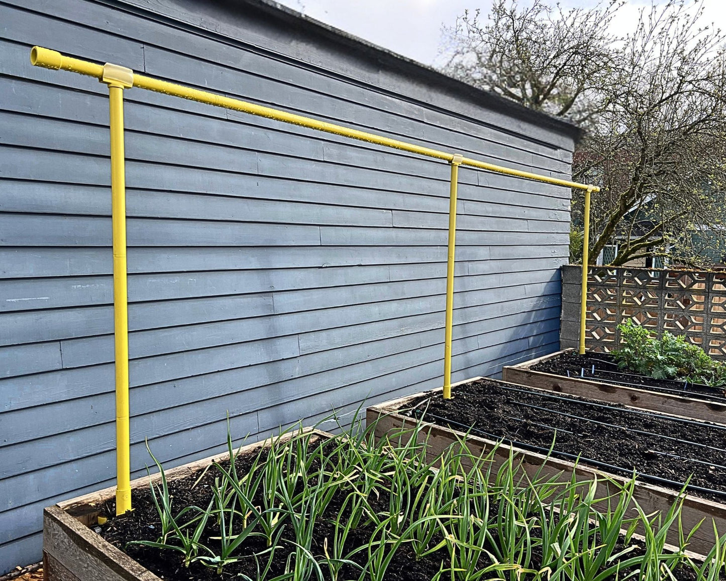 Versatile and adjustable Yellow Freyr trellis set up with 6 segment extension kit