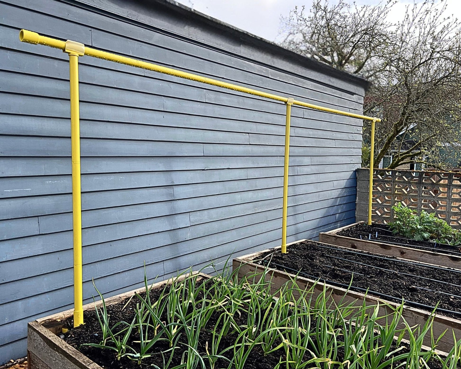 Versatile and adjustable Yellow Freyr trellis set up with 6 segment extension kit
