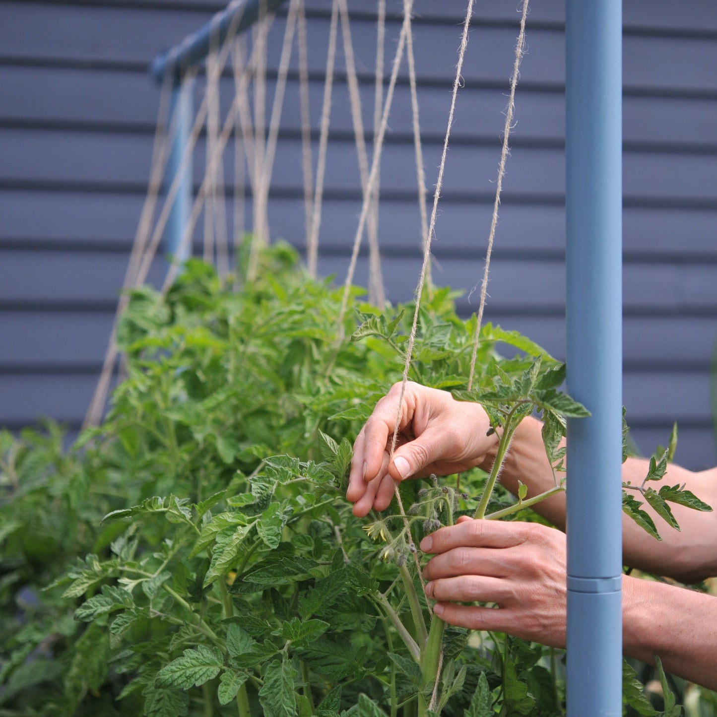 Vertically growing tomatoes with heavy duty jute twine
