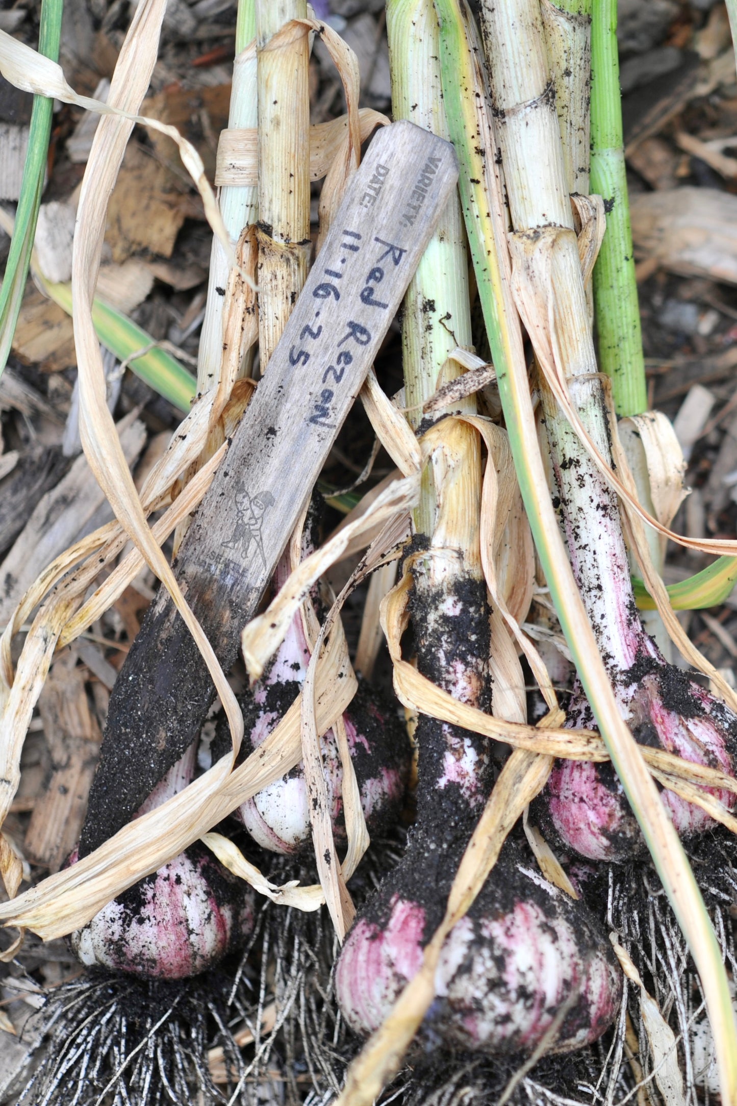 Plant tags -Biodegradable wood - 8 Inch