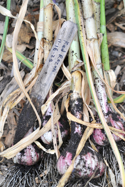 Plant tags -Biodegradable wood - 8 Inch