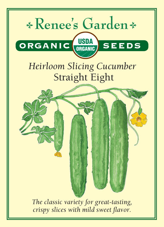 Cucumber Straight Eight Organic