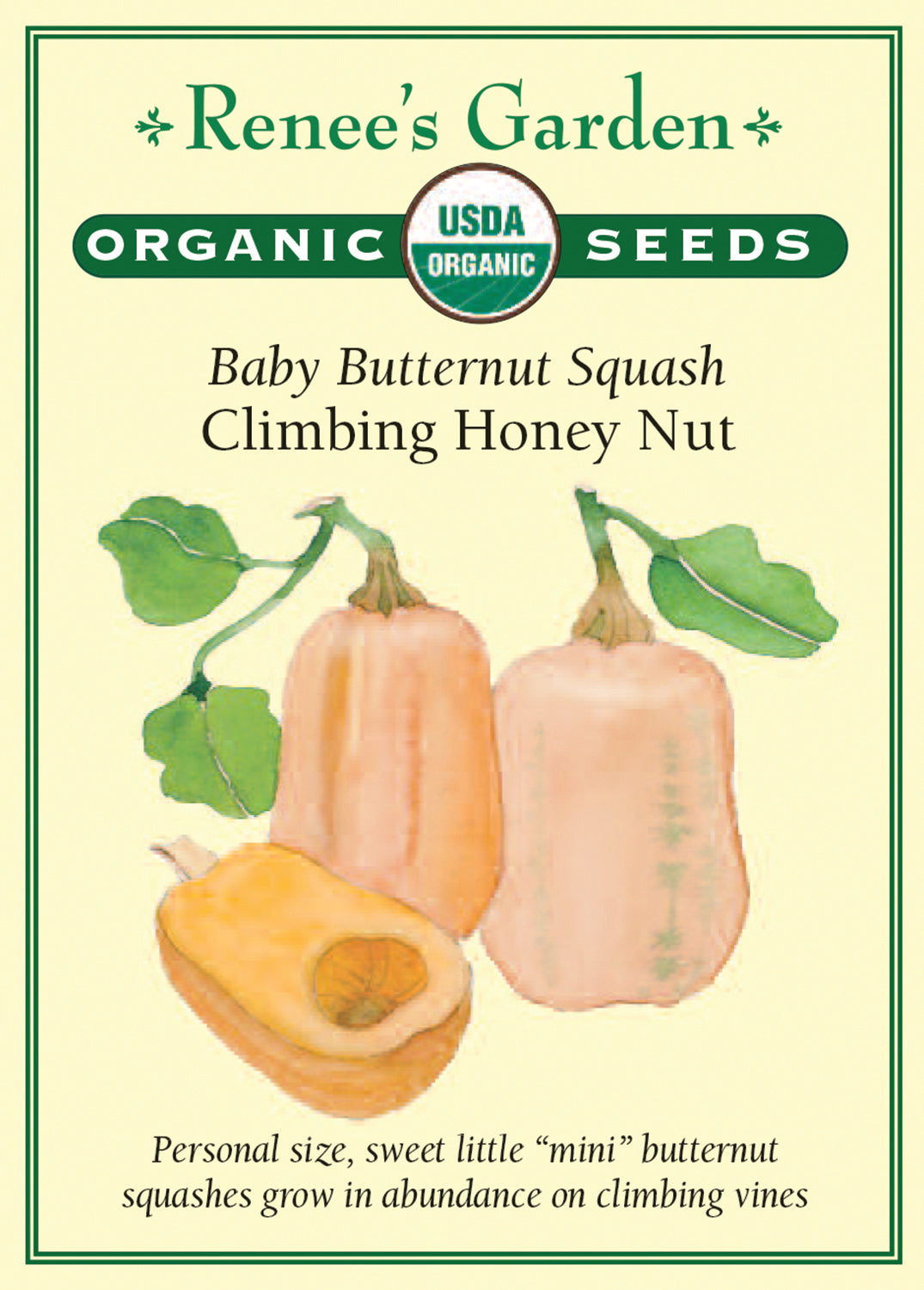 Baby Butternut 'Honey Nut' Climbing Organic - Winter Squash