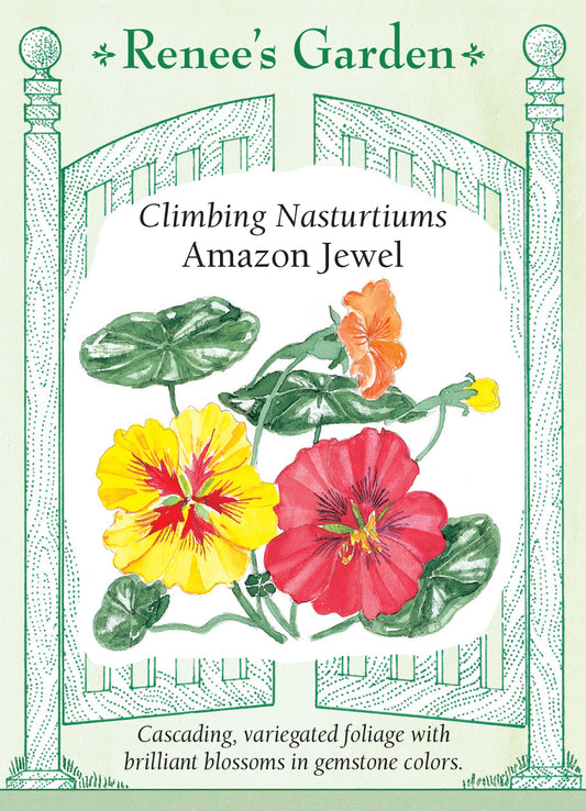 Nasturtium Amazon Jewel Climbing