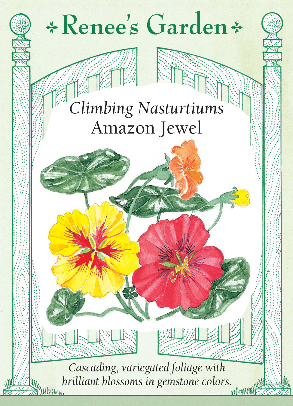 Nasturtium Amazon Jewel Climbing