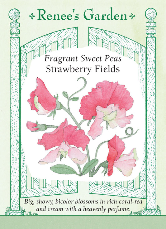 Sweet Pea Strawberry Fields