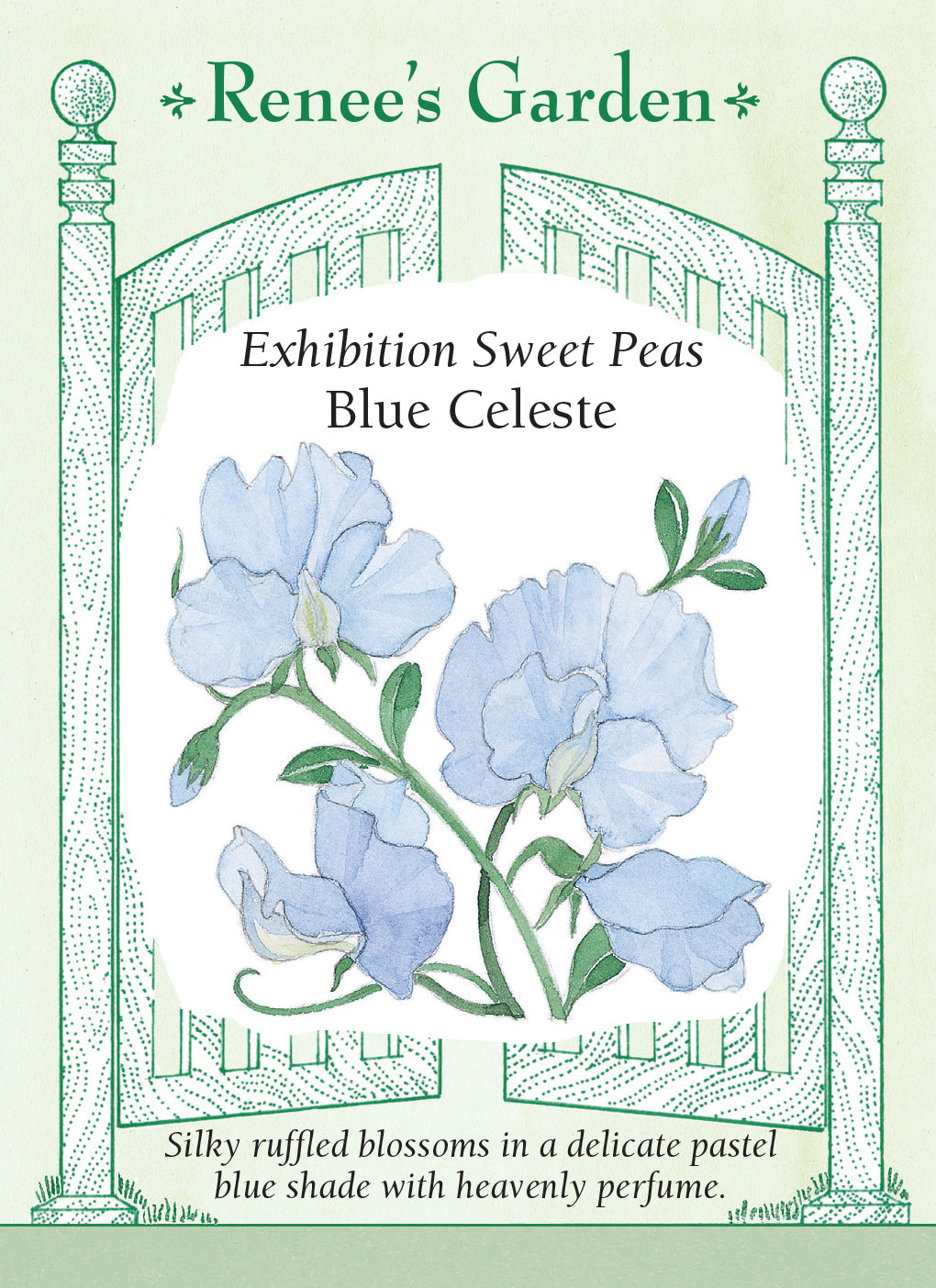 Sweet Pea Blue Celeste