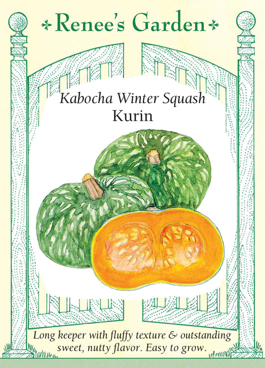 Squash Winter Kurin Kabocha