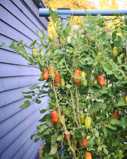Tomato Plum San Marzano Italian Organic