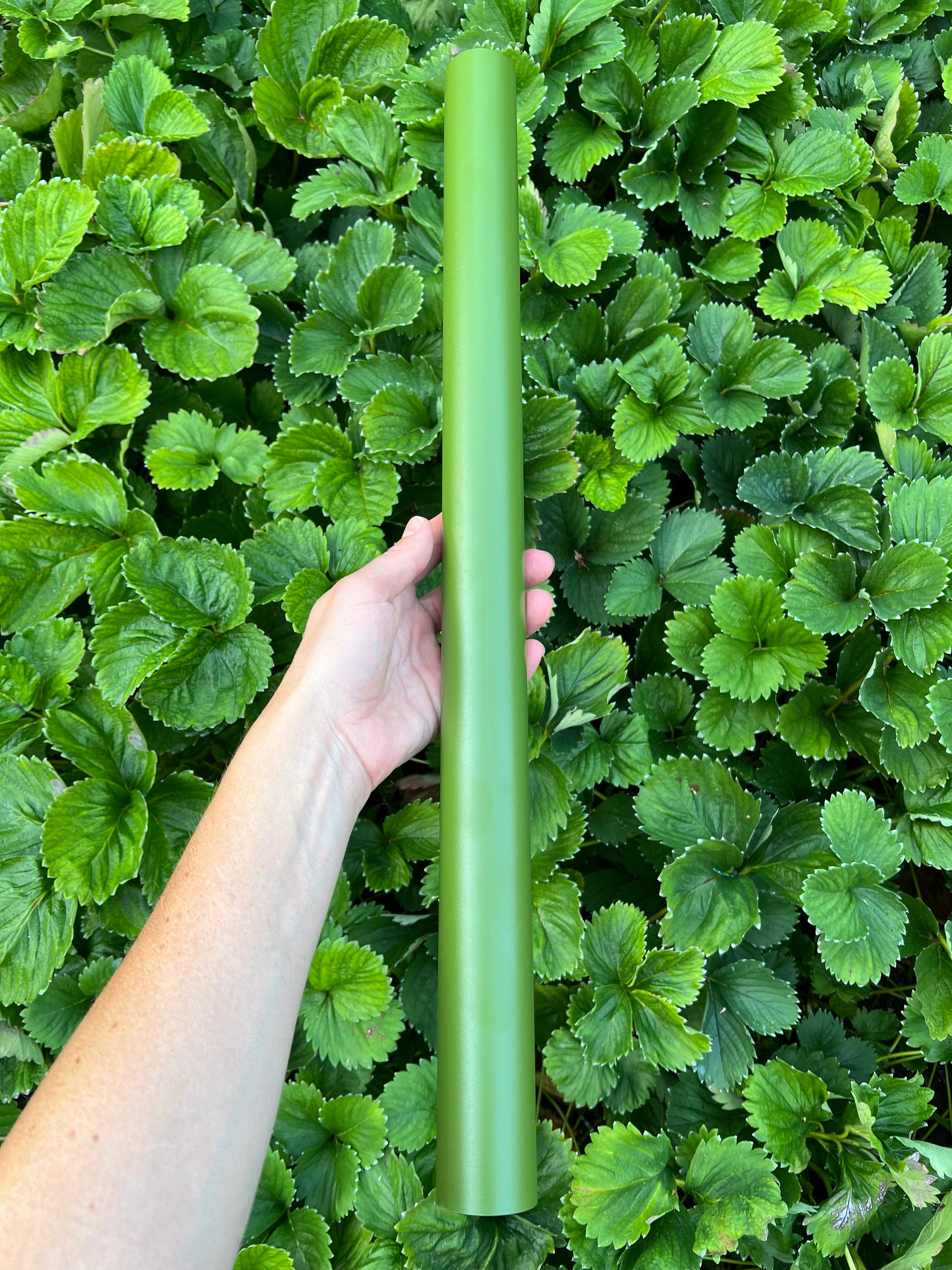 Basil_Freyr_garden_trellis_set_up_to_5_feet_in_height