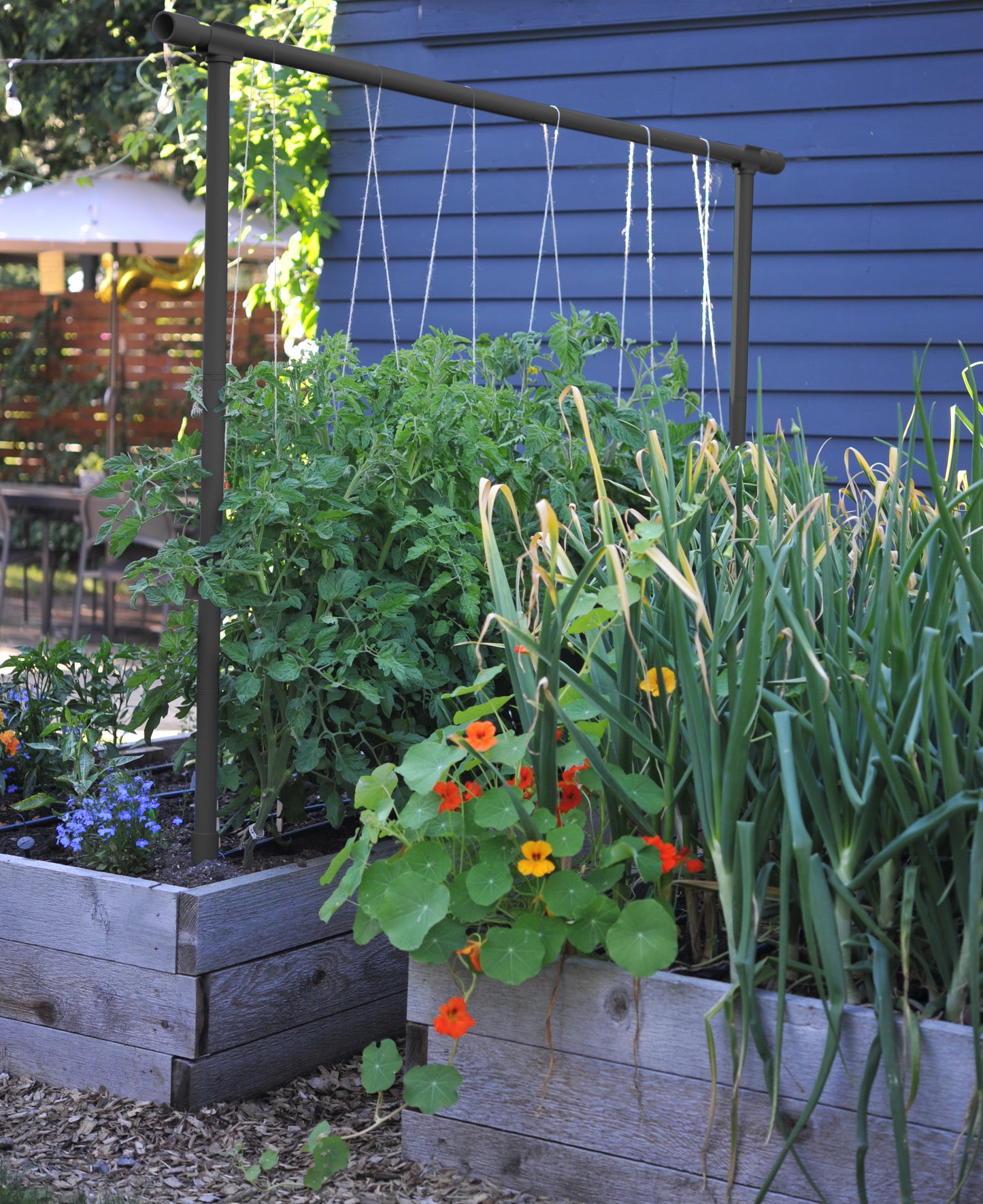 Charcoal Freyr vertical garden trellis growing tomatoes on twine in a raised bed