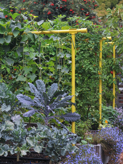 Dandelion Freyr trellis vertically growing cucumber tomatoes and pole beans