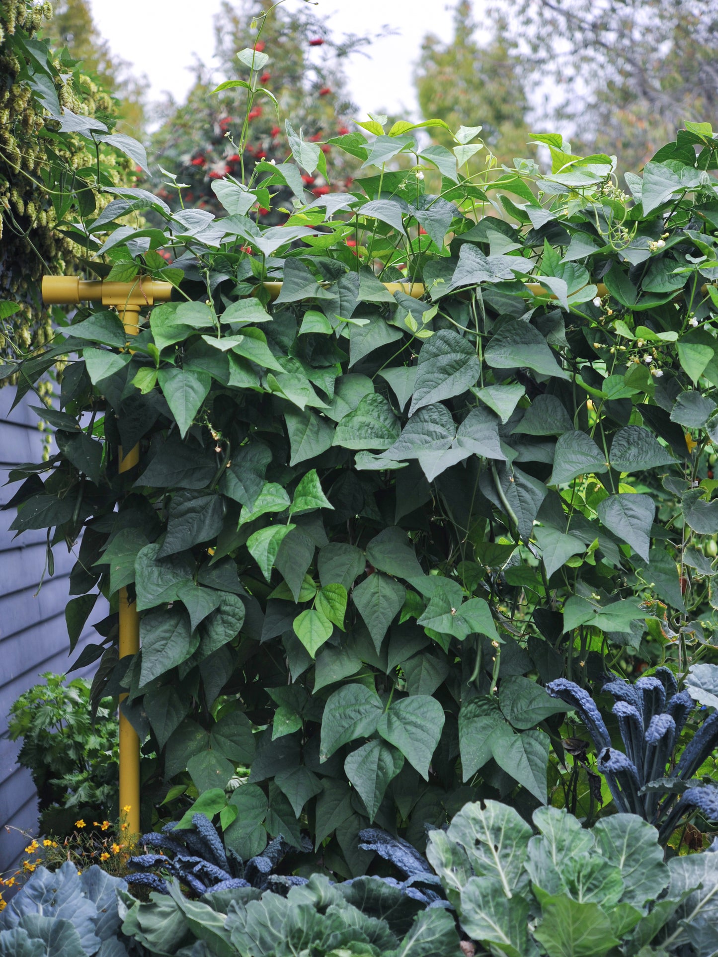 Dandelion Freyr trellis vertically growing pole beans and cucumbers