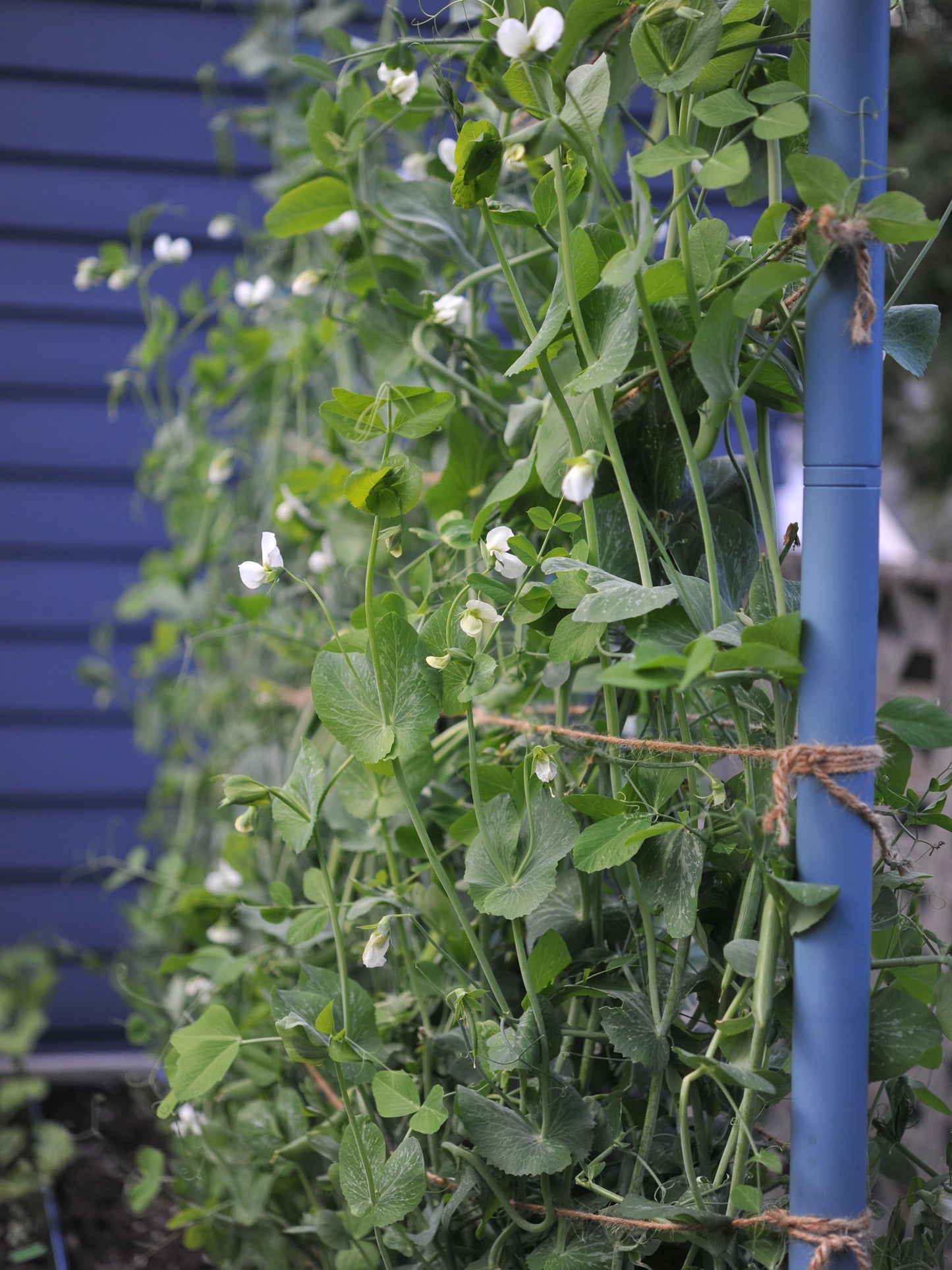 Dusty blue Freyr trellis growing sugar snap peas
