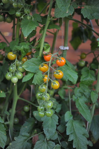 Tomato Cherry Sungold