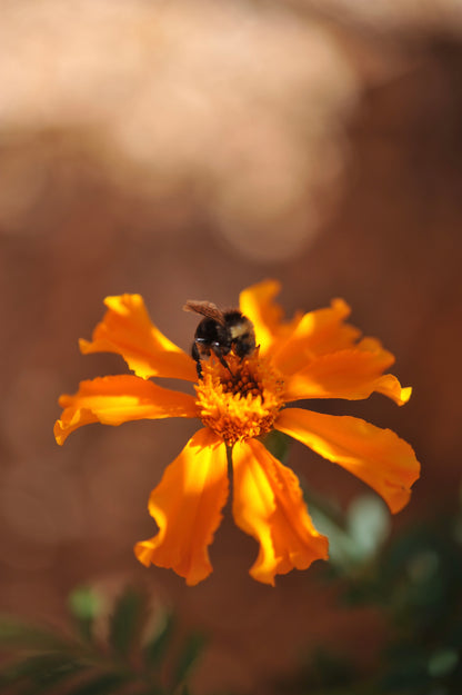 Marigolds - Giant Bouquet - Orange & Yellow Beast