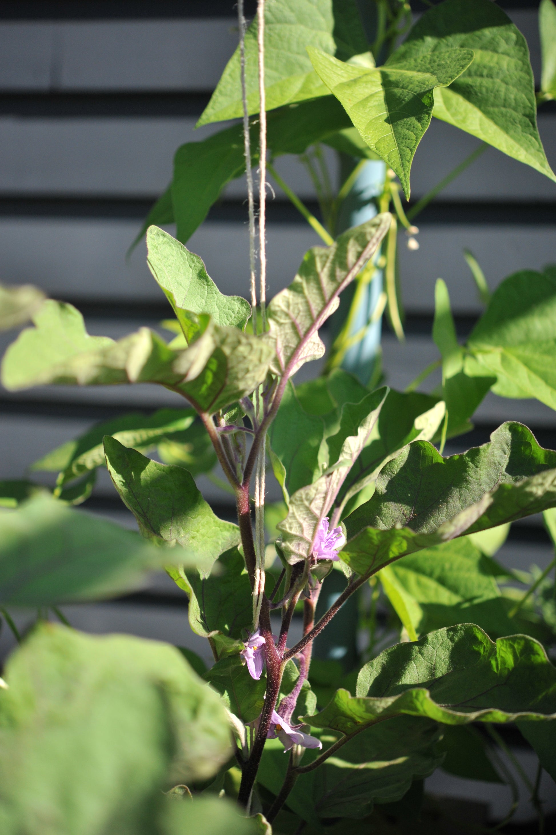 Hemp twine supporting Eggplant on Vertical string trellis
