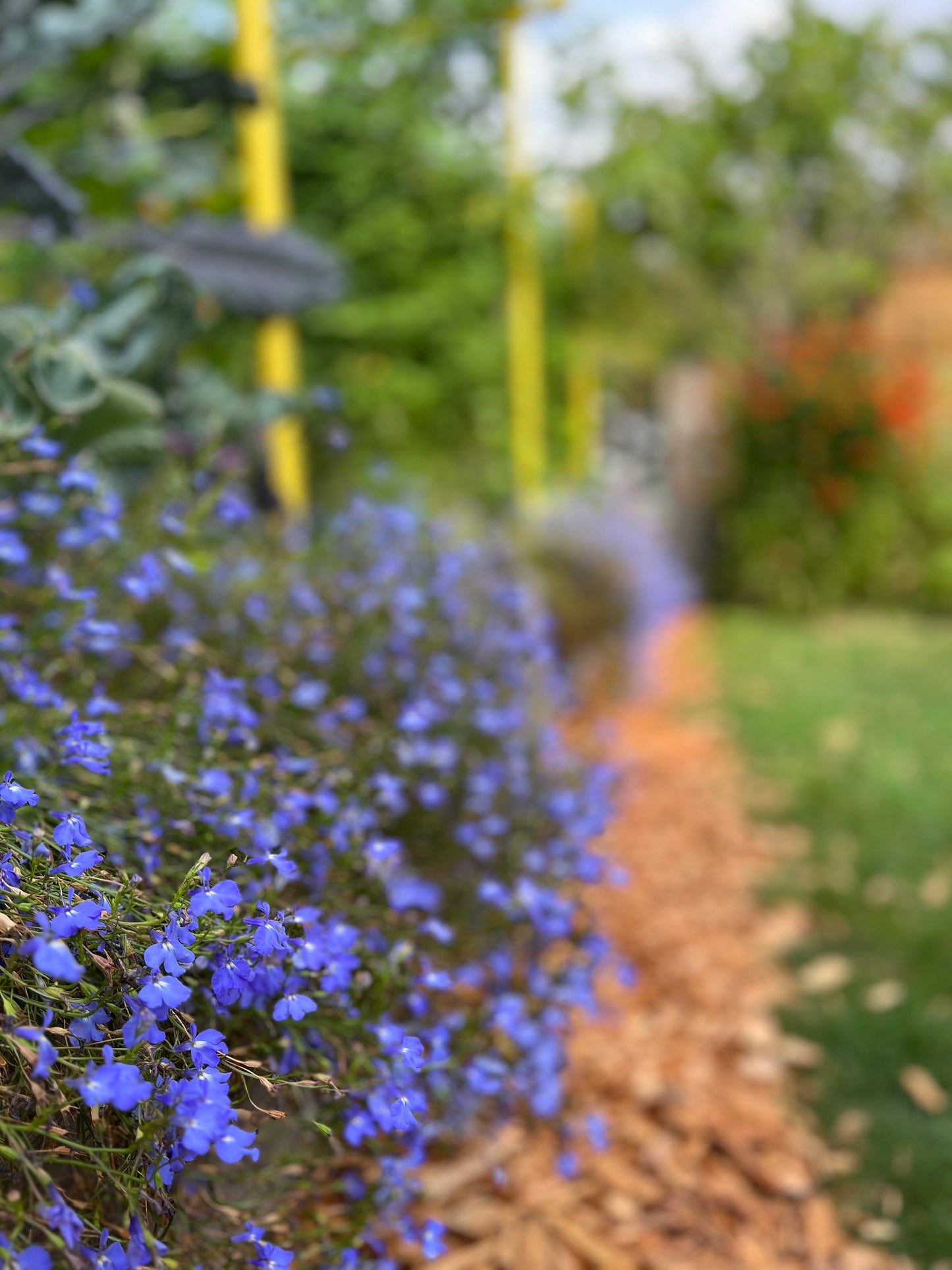 Lobelia - Blue Heaven