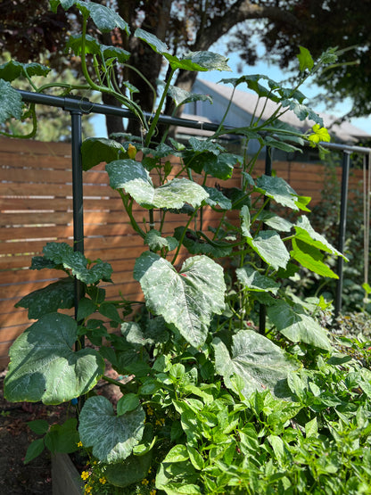 Squash Summer Zucchini Incredible Escalator Organic