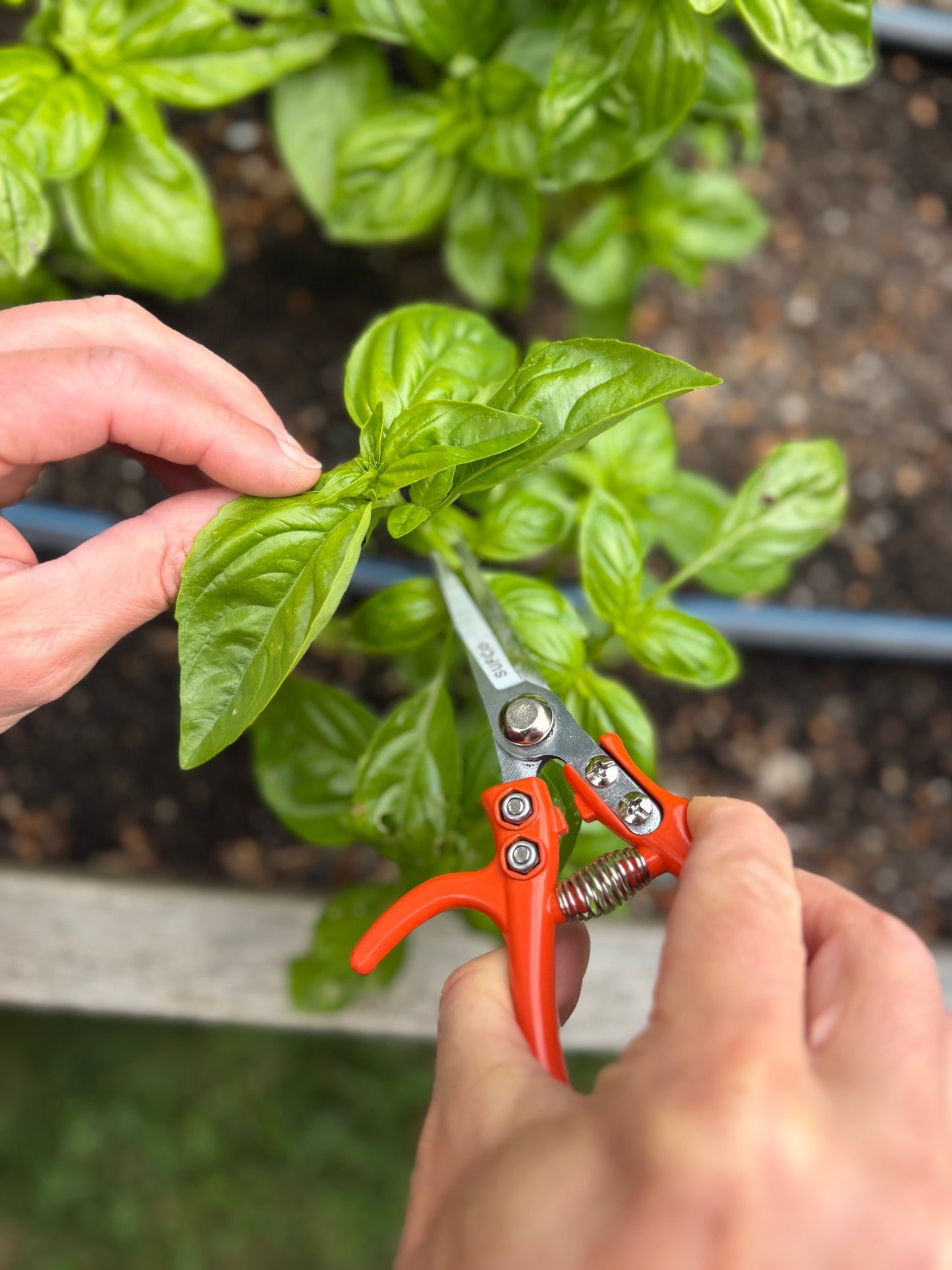 Stainless Steel Garden Scissors