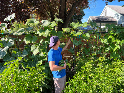 Squash Summer Zucchini Incredible Escalator Organic