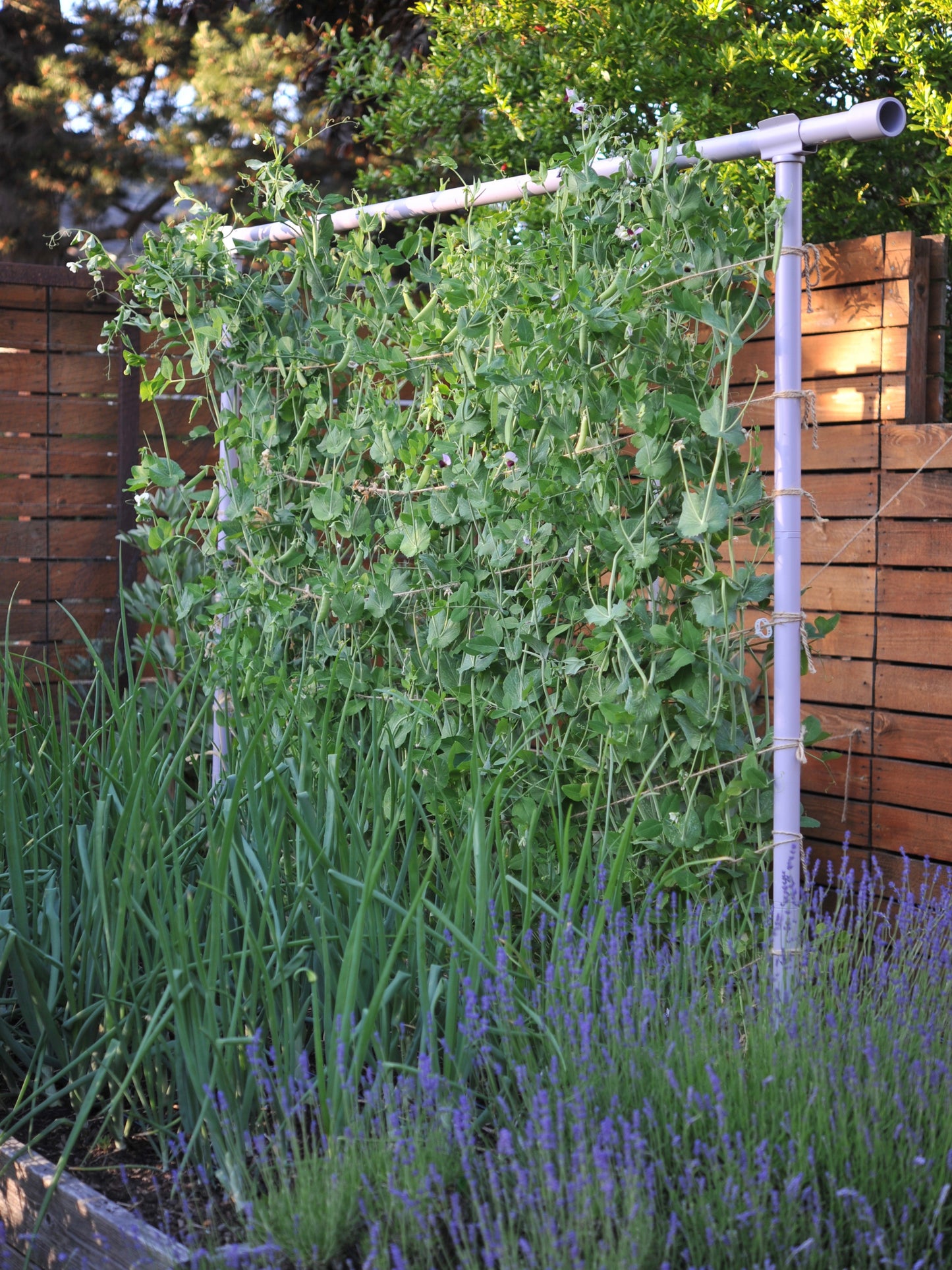 Lavender Freyr trellis growing sugar snap peas 5 feet in height