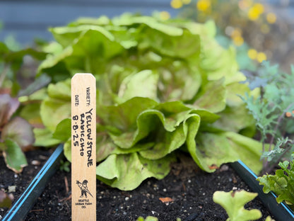 Biodegradable wood plant tags - 8 Inch