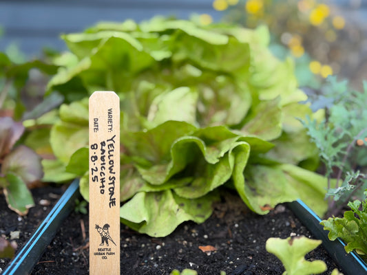 Biodegradable wood plant tags - 8 Inch