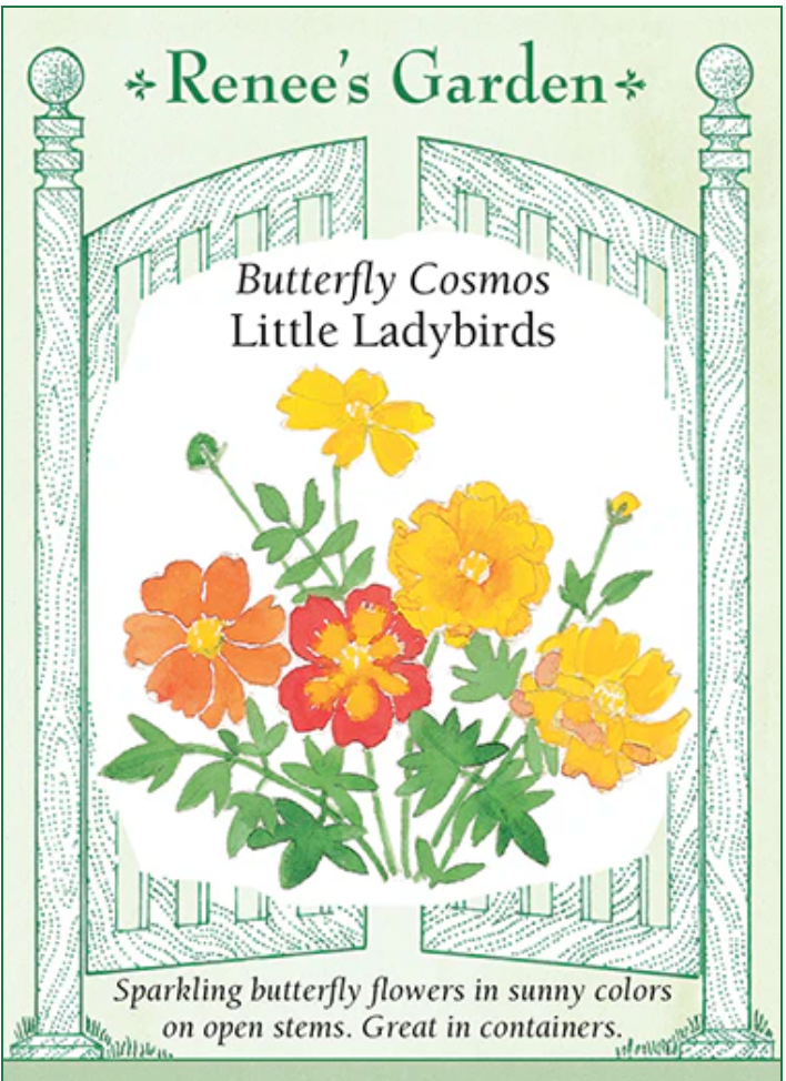 Cosmos - Butterfly - Little Ladybirds