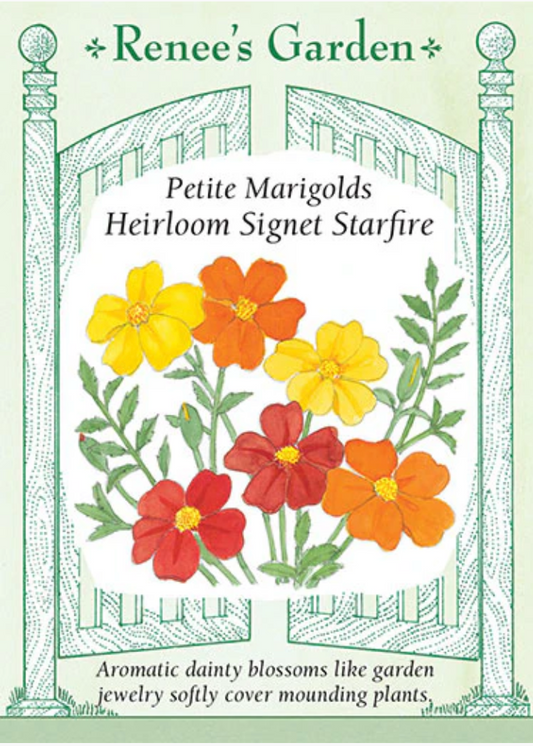 Petite Marigolds - Heirloom Signet Starfire