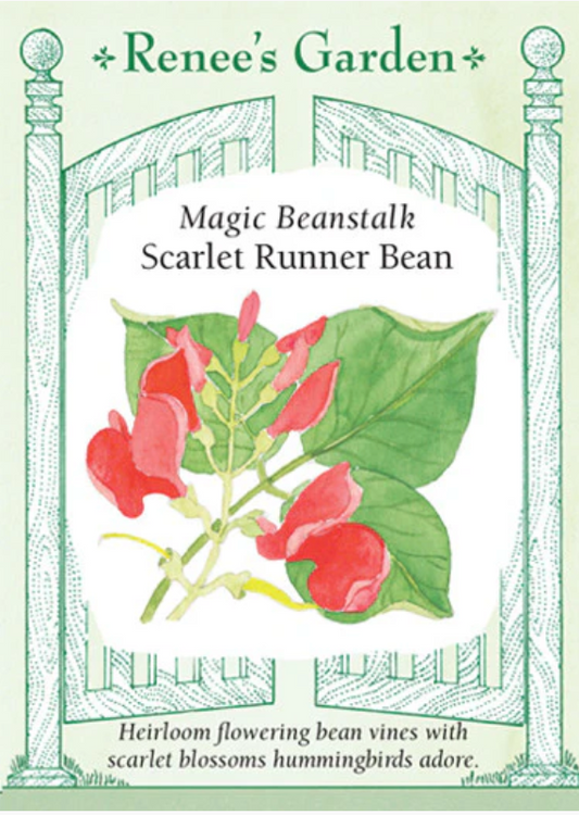 Scarlett Runner Bean - Magic Beanstalk