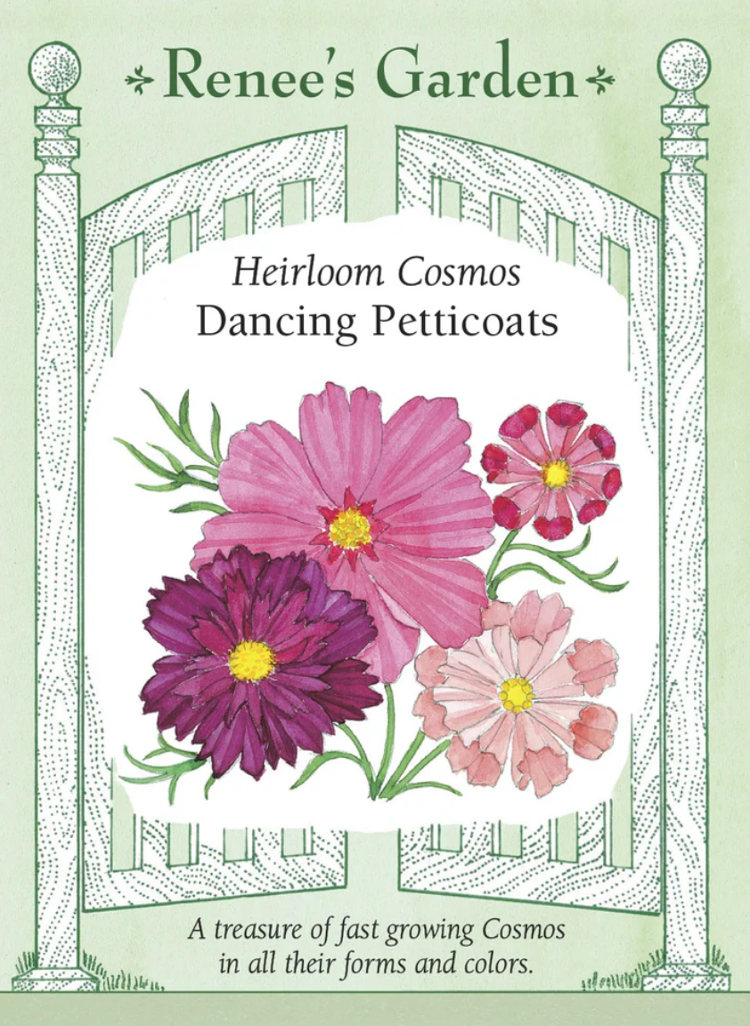 Cosmos - Dancing Petticoats