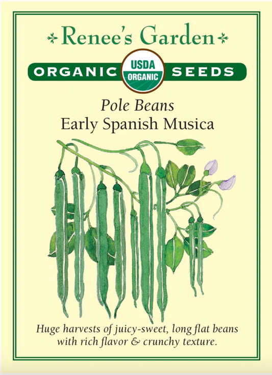 Bean (pole) - Early Spanish Musica