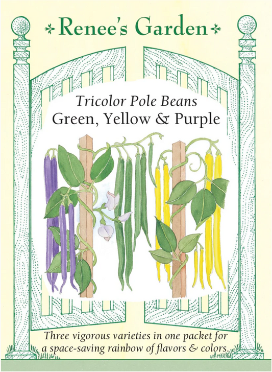 Bean (pole) - Tricolor Pole Beans