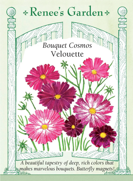 Cosmos - Velouette