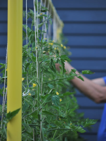 Tomatoes growing vertically on dandelion yellow freyr trellis