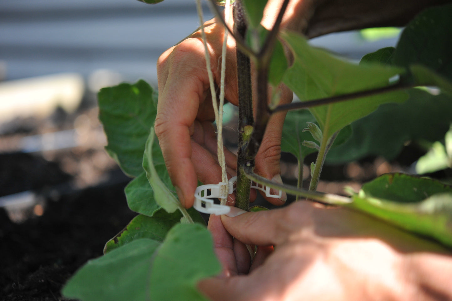 compostable garden clips for trellising plant support with hemp twine 